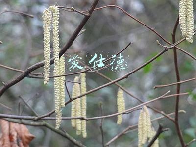 爱仕德