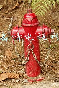 高清电视网
