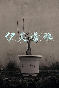 伊芙蕾雅