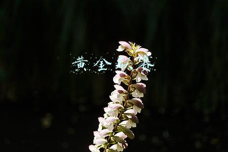 黄金联赛