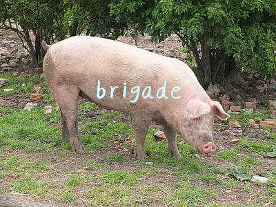 brigade