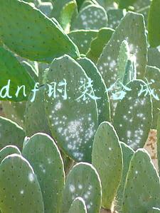 dnf时装合成