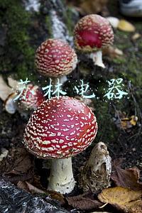 苏宁电器售后维修服务(苏宁易购，售后难修)