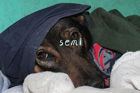 semi