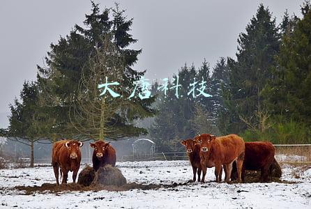 大唐科技