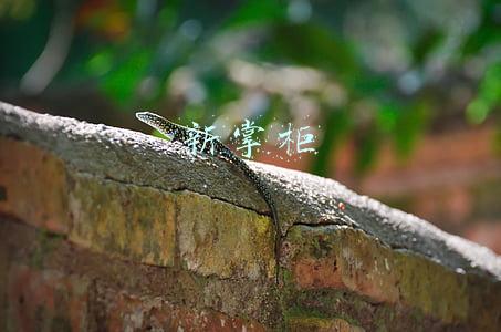 新掌柜