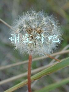 谢霆锋吧
