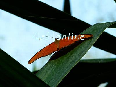 仙剑online