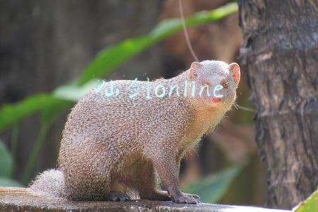 仙剑online