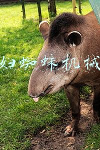 黑寡妇蜘蛛机械键盘