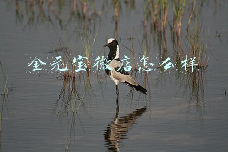 金元宝微店怎么样