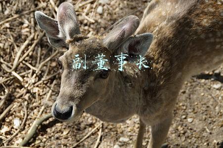 副董事长