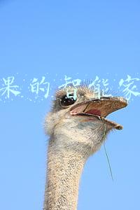 苹果的智能家居