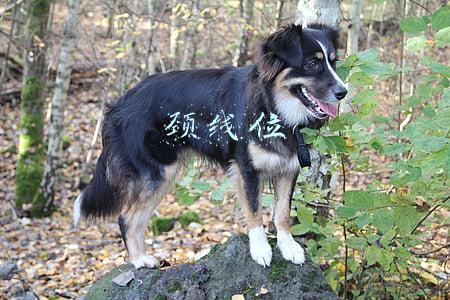 颈线位