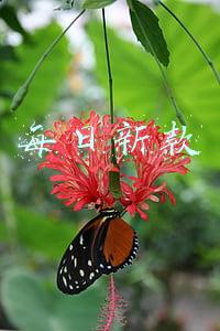 每日新款