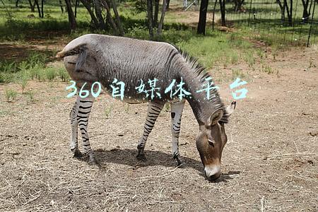 360自媒体平台