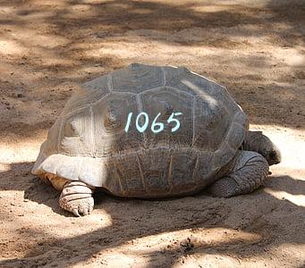 1065