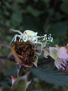 170号码是属于哪个公司(170、171号段多为诈骗电话？手机“黑卡”仍公开兜售)