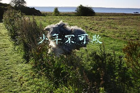 少年不可欺