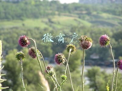 微商户