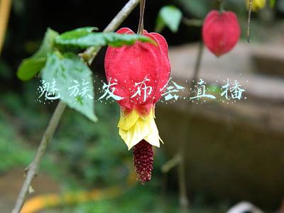 魅族发布会直播