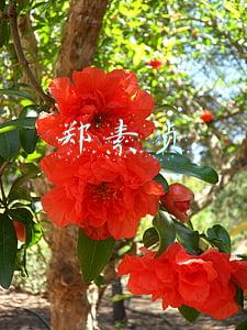郑素贞