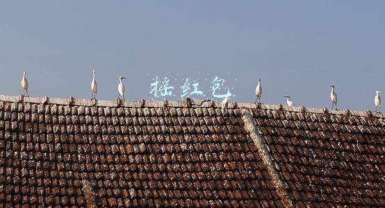 摇红包
