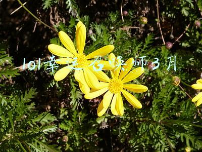 lol幸运召唤师3月