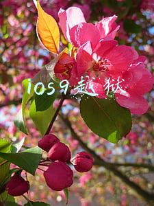 ios9越狱