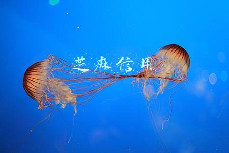 芝麻信用