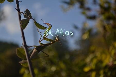 华为麒麟os(又一款系统，华为欧拉、麒麟发力！Nest OS系统正式发布)
