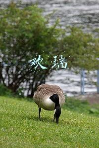 欢瑞世纪一哥一姐(欢瑞全家福大曝光，杨紫任嘉伦稳坐一哥一姐，袁冰妍却差成毅太多)