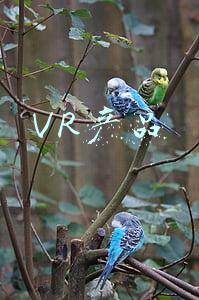 VR产品