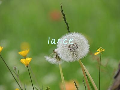 lance