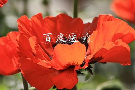 百度医疗事业部招聘(极市内推｜百度智慧医疗招聘CV算法工程师（实习）影像算法方向)