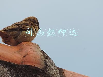 司马懿仲达
