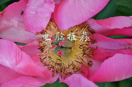 电脑推荐