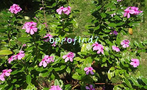 oppofind7