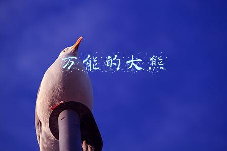 万能的大熊