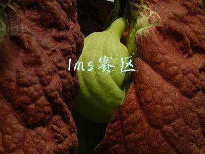 lms赛区