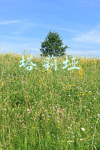 塔莉娅莱德(颜值即正义，17岁小花登柏林电影节，有人说她像苏菲玛索)