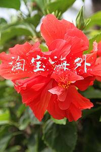 淘宝海外