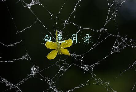 白色月牙