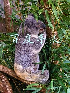 百度手表