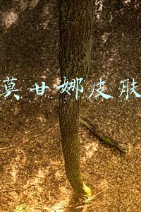 莫甘娜皮肤