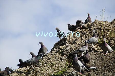 vivox5pro
