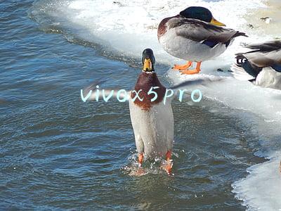 vivox5pro