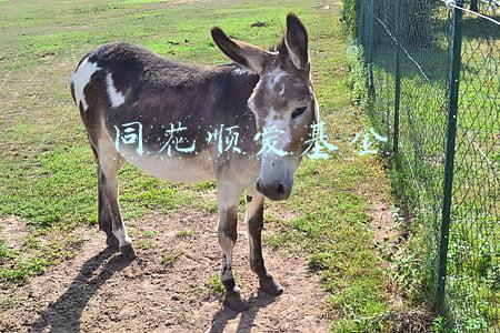 同花顺爱基金官网(景顺长城投顾正式上线天天基金、同花顺爱基金、且慢等平台)