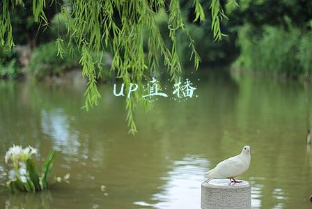 up直播可以自己提现吗(b站UP主怎么赚钱？年入百万容易吗？)