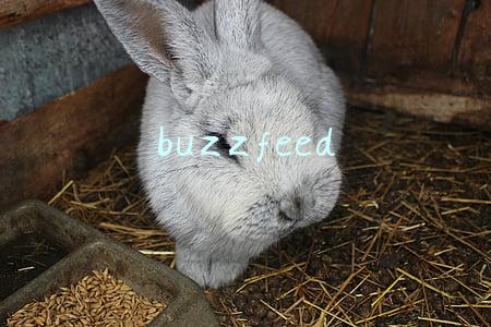 buzzfeed